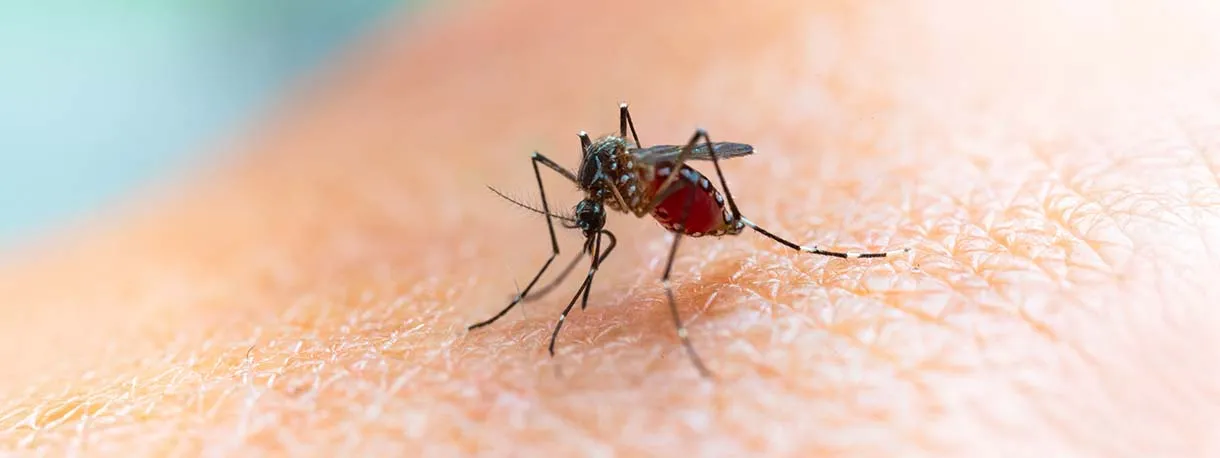 What Really Happens When a Mosquito Bites
